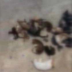 Küçükçekmece'de 16 ölü kedi bulundu