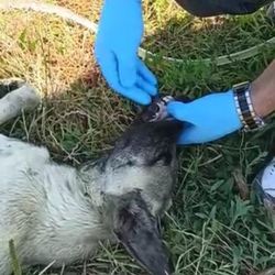 Bursa'da fenalaşan köpeğe polis memurundan yardım