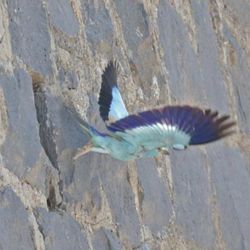 Diyarbakır'da ihata duvarı yırtıcı kuşlara yuva oldu