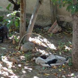 Yangında mahsur kalan kedi yavruları kurtarıldı