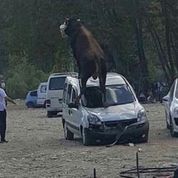 Samsun'da kurbanlık boğa, aracın üstüne çıktı