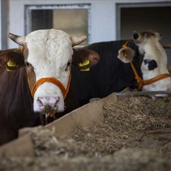 Bakan Pakdemirli: Kalan kurbanlıklar satın alınacak