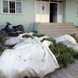 Bergama'da 400 kök Hint keneviri ele geçirildi