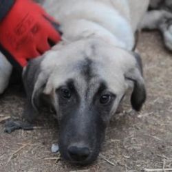 Gaziantep'te 2 kişi köpeğe işkence yaptı
