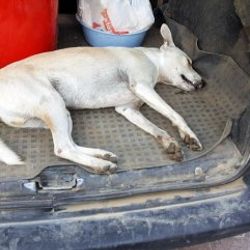 Muğla'da sokak köpekleri zehirlendi