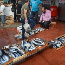 Düzce'de balıkçılar limana bol balıkla döndü