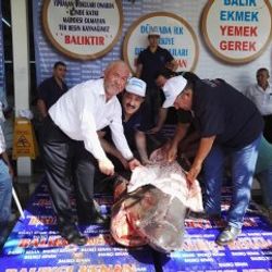 1 tonluk köpek balığı kanser hastalarına dağıtıldı