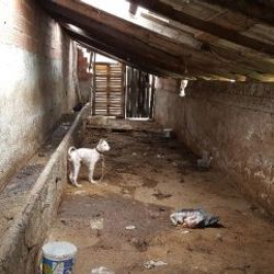 Arnavutköy'de çok sayıda köpek cesedi bulundu
