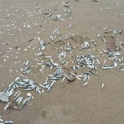 Kocaeli'de hamsiler karaya vurdu