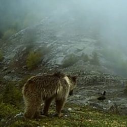 Artvin'deki yaban hayatından ilginç görüntüler