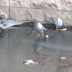 Porsuk çayında donan güvercinler
