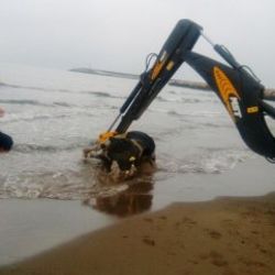 Kastamonu'da sahile ölü inek vurdu