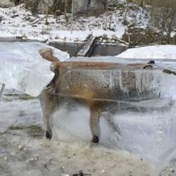 Almanya'da bir tilki donmuş halde bulundu