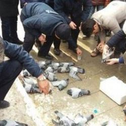 Kırıkkale'de yüzlerce güvercin yanlışlıkla katledildi