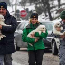 Çığ felaketinden 5 gün sonra 3 köpek yavrusu kurtarıldı