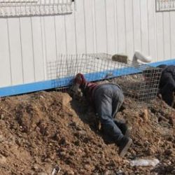Nesli tükenmekte olan saz kedisini kurtarma operasyonu