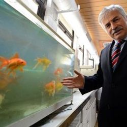 Bursa'da içme suyu japon balıklarına emanet