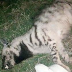 Soyu tükenmek üzere olana çizgili sırtlanı otomobil ezdi