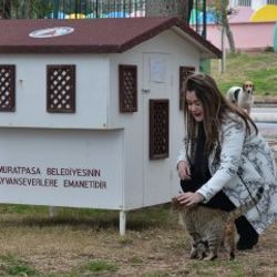 Sokak kedilerine minyatür konak