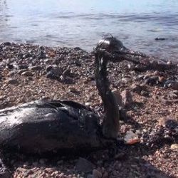 İzmit Körfezi’nde yakıt sızıntısı felaketi