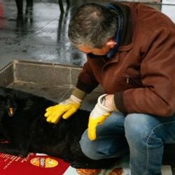 Şehit polis Fethi Seki'nin köpeği