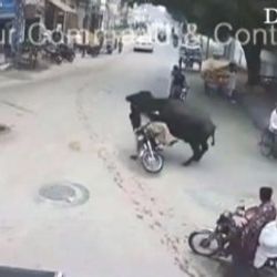 Bufalo motosiklet sürücüsünü bayılttı