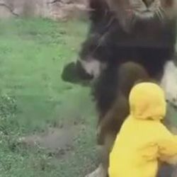 Ziyaretçilerine saldırmaya çalışan hayvanlar - İzle