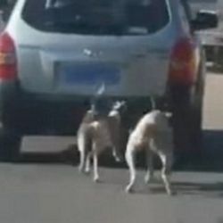 Köpeklerini arabaya bağlayıp koşturdu