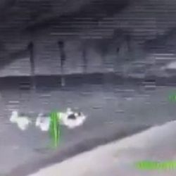 Tunceli'de kayıp DHKP-C'liler bombardımanda ölmüş