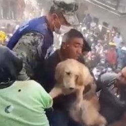 Meksika'da depremin ardından enkaz altında kalan köpek