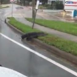 Florida'da karşıdan karşıya geçen timsah trafiği durdurdu