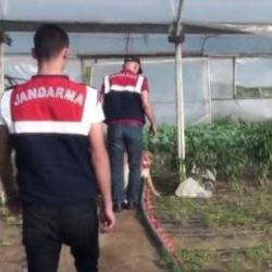 Sarıyer'de organik tarım adı altında hint keneviri üretimi