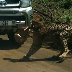 Saklanan impala yem olmaktan kurtulamadı