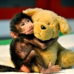 Annesinin terk ettiği yavru babun peluş ayıdan ayrılmıyor
