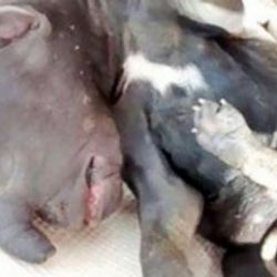 Kafası file benzeyen köpek yavrusu doğdu