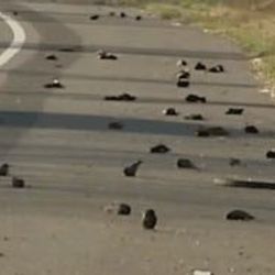 ABD'de 18 milyon Karatavuk kuşu gökten düştü