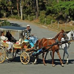 Adalar'da her yıl 500 at ölüyor