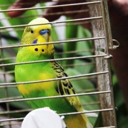14 yaşındaki çocuk komşusunun kuşunu çalıp evini yaktı