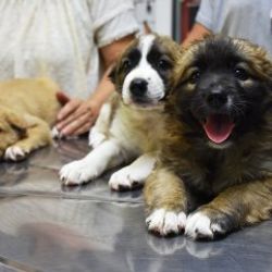 Kulakları kesilen köpek yavruları koruma altında