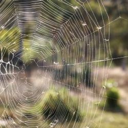 Örümcek ağı çelik zırhtan daha güçlü