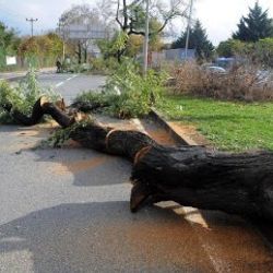Yalova Belediyesi'nden ağaç kesme açıklaması