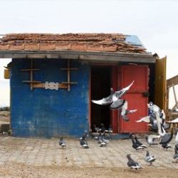 Adana'da güvercinler kepçeyle çalındı