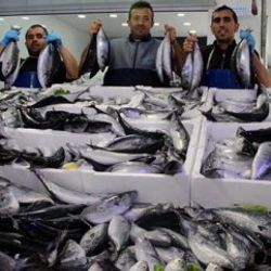 Palamut avında Türkiye rekoru kırıldı