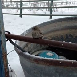 Ayakları donan serçenin imdadına çiftçi yetişti
