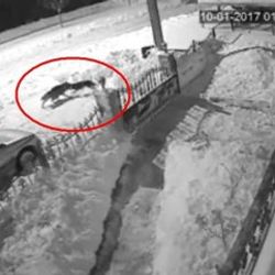 Tokat'ta aç kurt şehre inip köpeğe saldırdı