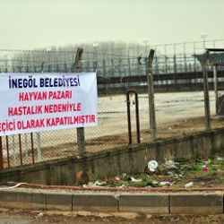 Bursa'da şap karantinası