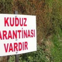 Afyonkarahisar'da kuduz alarmı