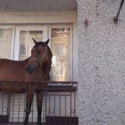 Arkadaşından ödünç aldığı atı balkonda sakladı