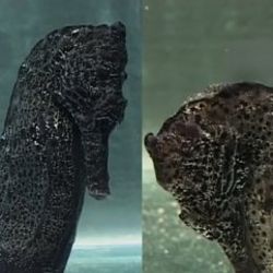 Denizatının doğum anı