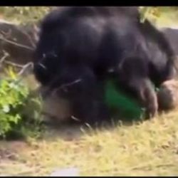 Hindistan'da yaşlı çiftçiyi ayı öldürdü İZLE